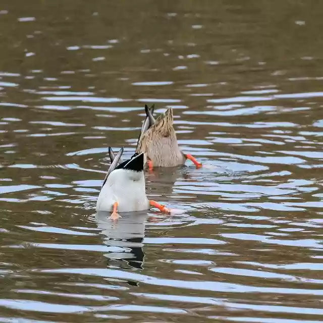 Free download Duck Diving Truly ChildrenS -  free photo or picture to be edited with GIMP online image editor
