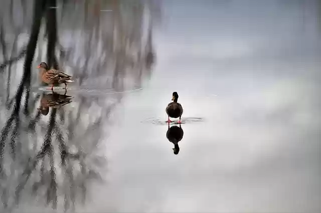 Free download duck drake frozen pond fierce free picture to be edited with GIMP free online image editor