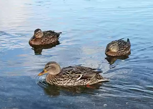 Бесплатно скачайте бесплатный шаблон фотографии Duck Ducks Lake для редактирования с помощью онлайн-редактора изображений GIMP