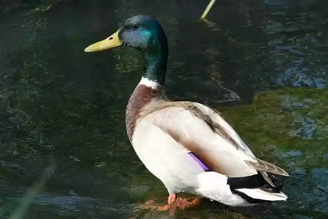 Descărcare gratuită Duck Ganter Water Bird - fotografie sau imagini gratuite pentru a fi editate cu editorul de imagini online GIMP
