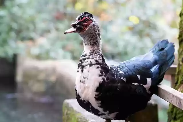 Free download Duck Goose Animal -  free photo or picture to be edited with GIMP online image editor
