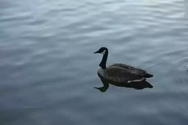 تنزيل مجاني Duck Goose Nature - صورة مجانية أو صورة مجانية ليتم تحريرها باستخدام محرر الصور عبر الإنترنت GIMP