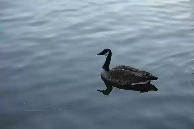 Free download Duck Goose Nature -  free free photo or picture to be edited with GIMP online image editor