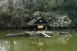 Free download Duckingham Palace free photo or picture to be edited with GIMP online image editor