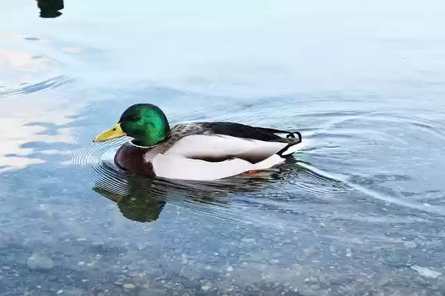 Téléchargement gratuit du modèle photo gratuit Duck Lake Water à éditer avec l'éditeur d'images en ligne GIMP