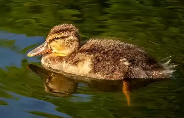 Free download duckling duck cuki cute lake free picture to be edited with GIMP free online image editor
