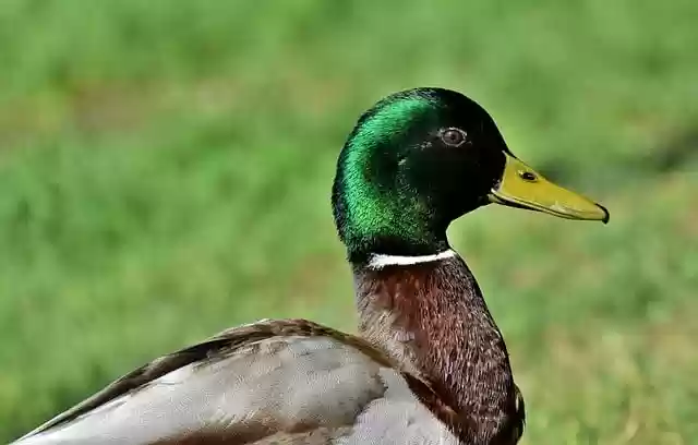Free download duck mallard bird water bird free picture to be edited with GIMP free online image editor