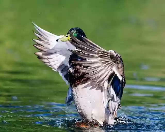 Free download duck mallard nature water bird free picture to be edited with GIMP free online image editor