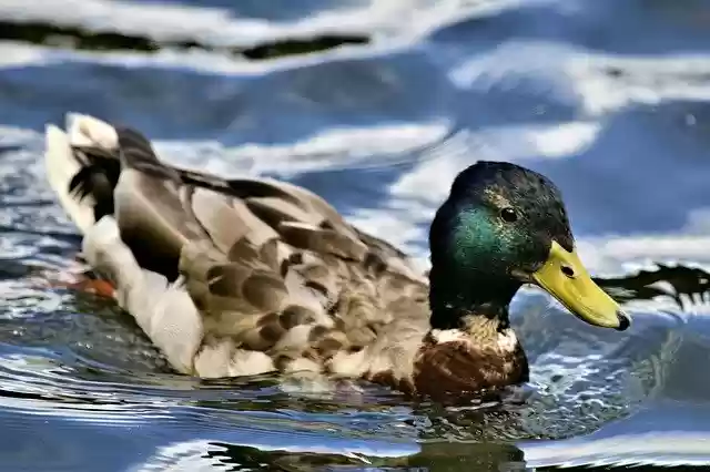 Free download Duck Mallard Pond -  free photo or picture to be edited with GIMP online image editor