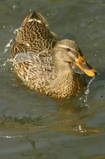 Gratis download Duck Mallard Waterfowl - gratis foto of afbeelding om te bewerken met GIMP online afbeeldingseditor