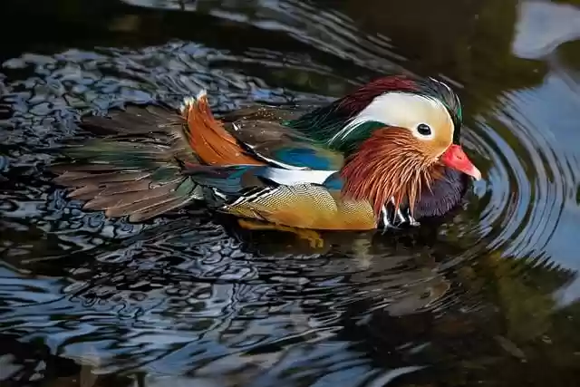 Free download duck mandarin duck drake free picture to be edited with GIMP free online image editor