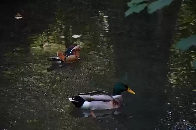 Free download Duck Mandarin Park -  free photo or picture to be edited with GIMP online image editor