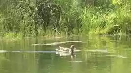 Free download Duck Nature -  free video to be edited with OpenShot online video editor