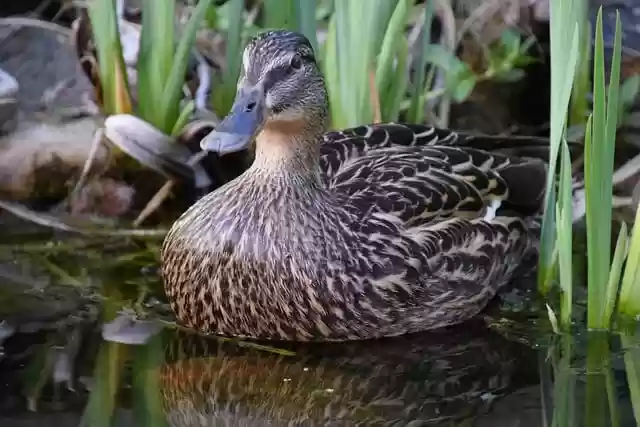 Free download duck reed female pond beak free picture to be edited with GIMP free online image editor