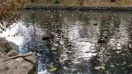 Free download Ducks Autumn -  free video to be edited with OpenShot online video editor