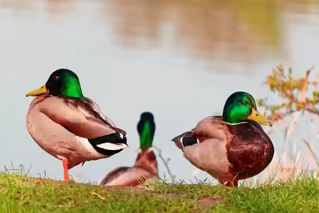 Free download ducks birds lake nature free picture to be edited with GIMP free online image editor