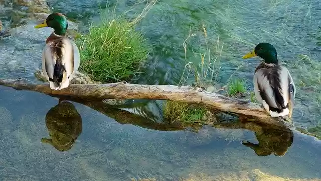 Free download Ducks Drake Bach -  free photo or picture to be edited with GIMP online image editor