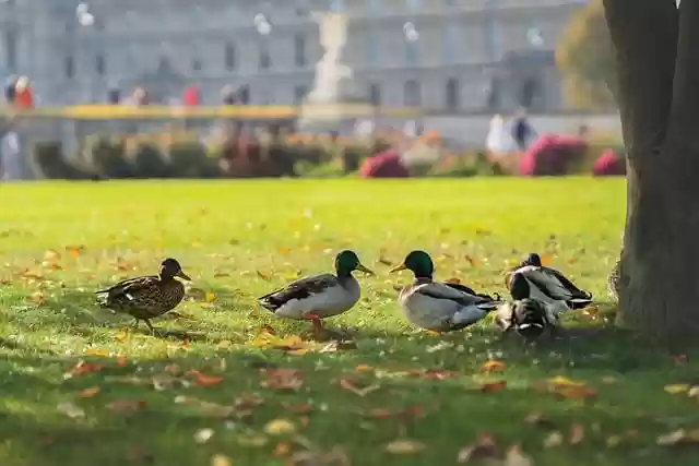 Free download ducks drake birds waterfowl free picture to be edited with GIMP free online image editor