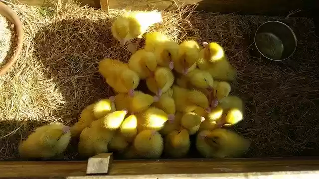 Free download Ducks Ducklings Cute -  free photo or picture to be edited with GIMP online image editor