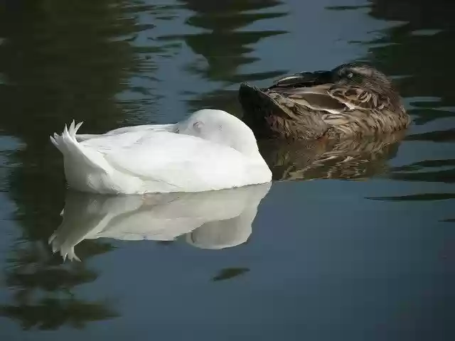 Free download Ducks Lake Reflection -  free photo or picture to be edited with GIMP online image editor