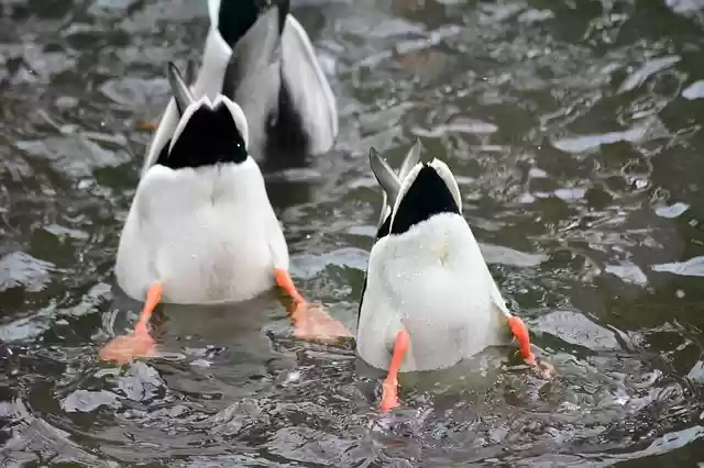 Free download Ducks Pond Diving Water free photo template to be edited with GIMP online image editor