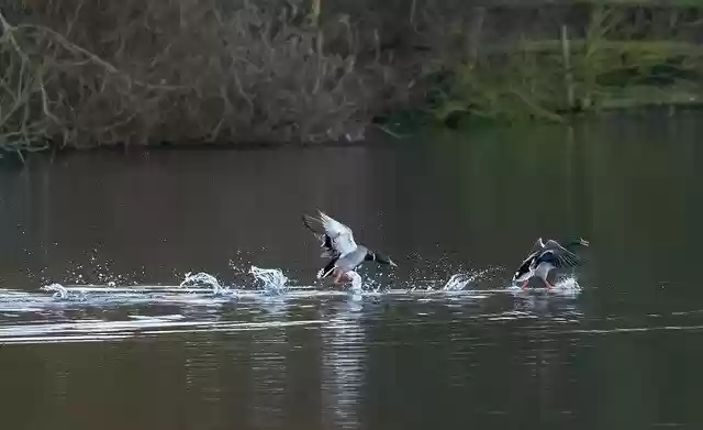 Free download ducks running n water mallard water free picture to be edited with GIMP free online image editor