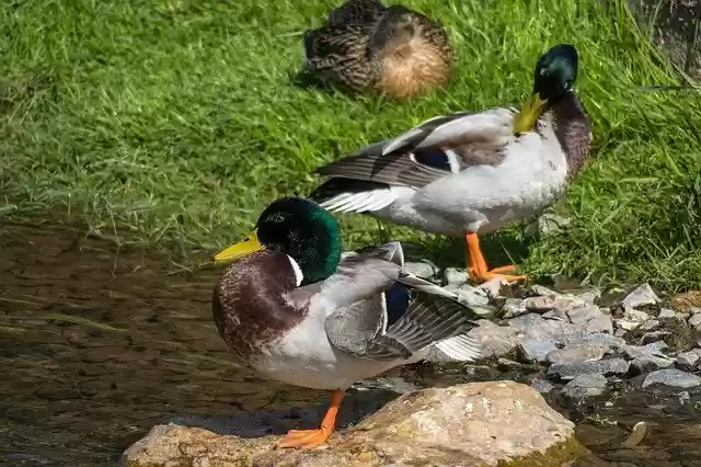 Free download Ducks Stand Watch -  free photo or picture to be edited with GIMP online image editor