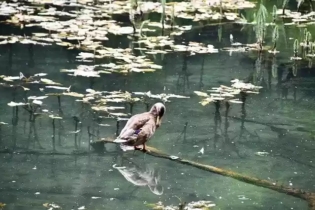 Free download Duck Swamp Reflection -  free photo or picture to be edited with GIMP online image editor