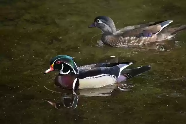 Free download Ducks Water Pond -  free photo or picture to be edited with GIMP online image editor