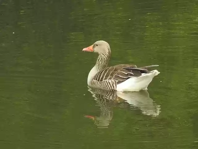 Free download Duck Water Bird Wild -  free photo or picture to be edited with GIMP online image editor