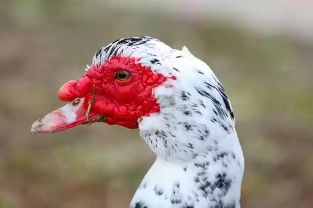 Free download duck waterfowl white black head free picture to be edited with GIMP free online image editor