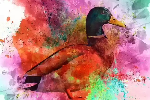 Free download Duck Wild Ducks Painting -  free illustration to be edited with GIMP free online image editor
