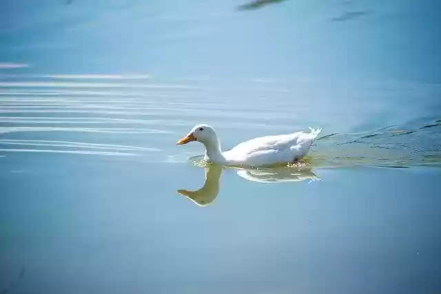 Free download Duck Wildlife Ducklings -  free photo or picture to be edited with GIMP online image editor