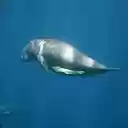dugong wallpaper  screen for extension Chrome web store in OffiDocs Chromium