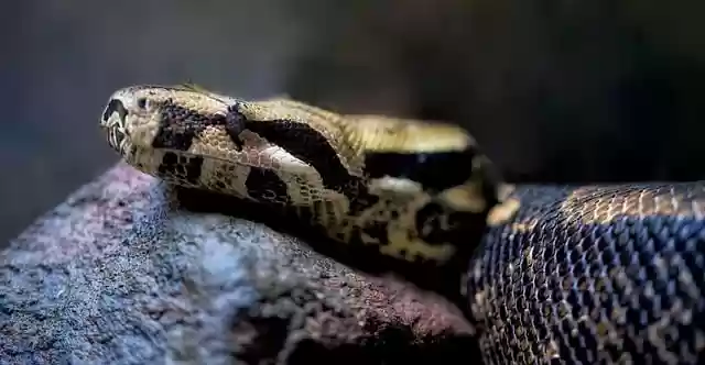 Free download dumeril s boa snake boa free picture to be edited with GIMP free online image editor