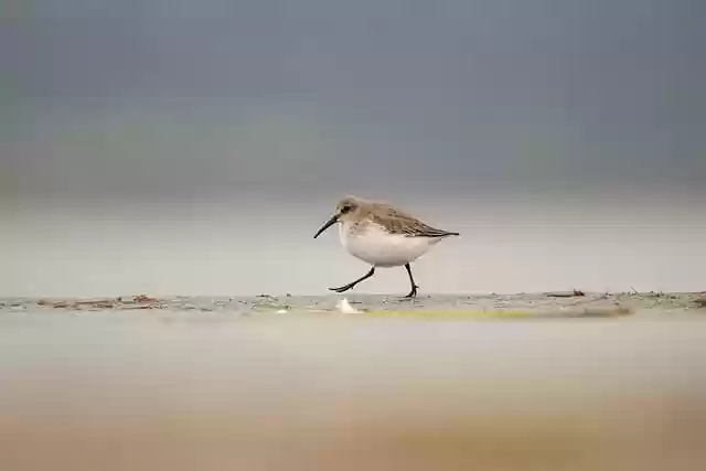 Free download dunlin bird nature animal avian free picture to be edited with GIMP free online image editor