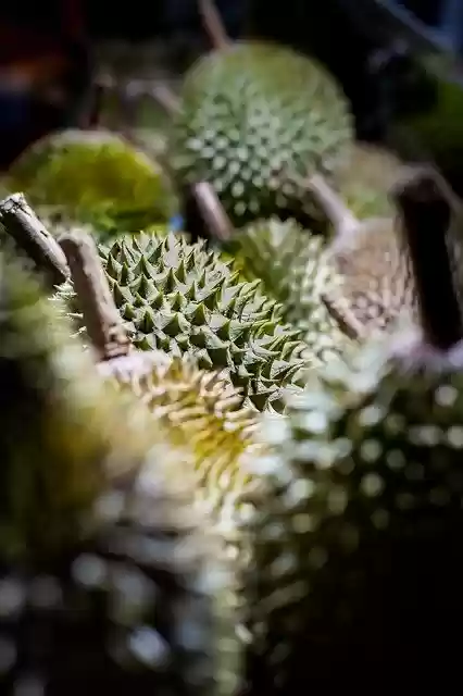 Free download Durian Green Sweet -  free photo or picture to be edited with GIMP online image editor