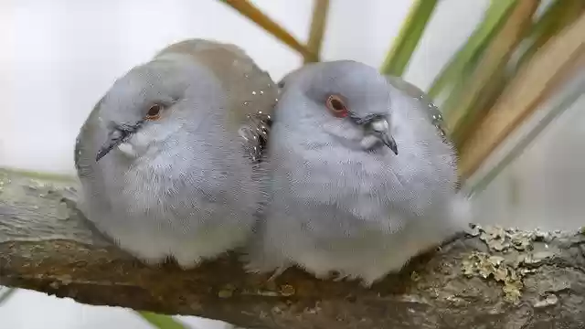 Free download Dwarf Pigeons Dove Lovebirds -  free free photo or picture to be edited with GIMP online image editor