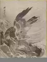 Free download Eagle Attacking Fish free photo or picture to be edited with GIMP online image editor