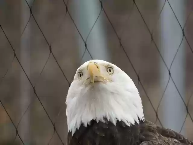 Free download Eagle Bald -  free photo or picture to be edited with GIMP online image editor