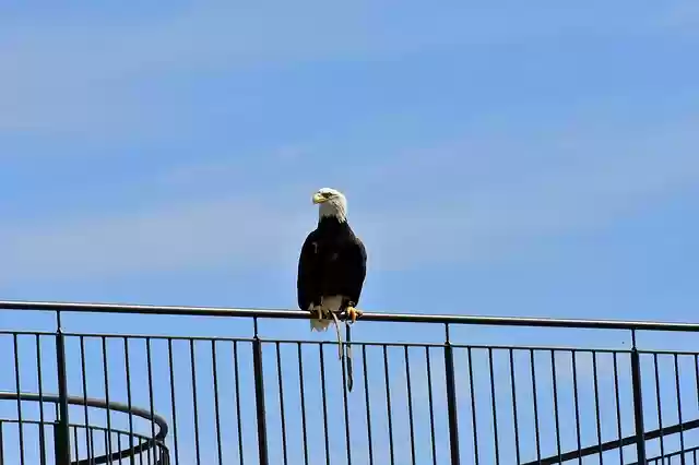 Free download eagle bald eagle to sit bird free picture to be edited with GIMP free online image editor