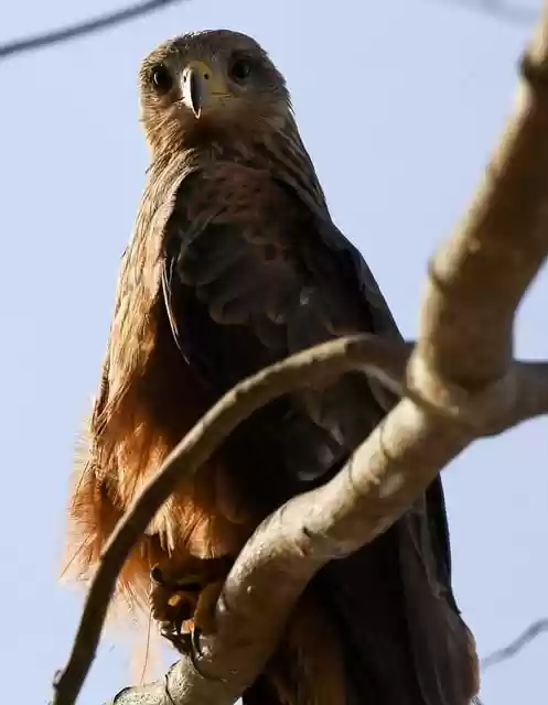 Free download eagle bird beak birdwatching free picture to be edited with GIMP free online image editor