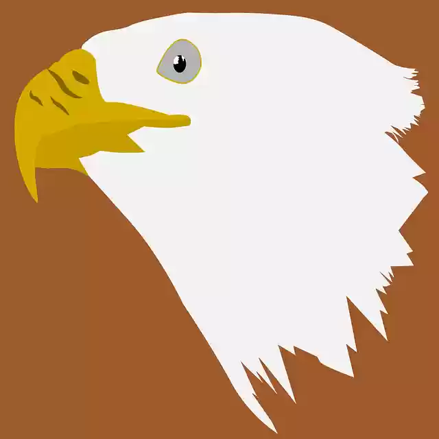 Free download Eagle Bird Nature -  free photo or picture to be edited with GIMP online image editor