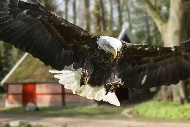 Free download Eagle Bird Of Prey White Tailed -  free free photo or picture to be edited with GIMP online image editor
