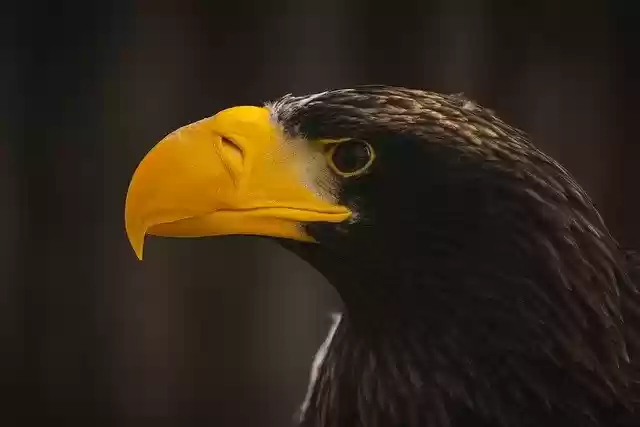 Free download eagle bird perched animal feathers free picture to be edited with GIMP free online image editor