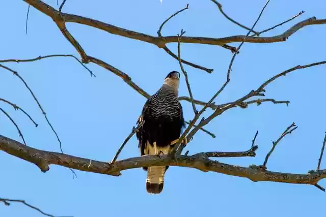 Free download eagle bird raptor rapacious free picture to be edited with GIMP free online image editor