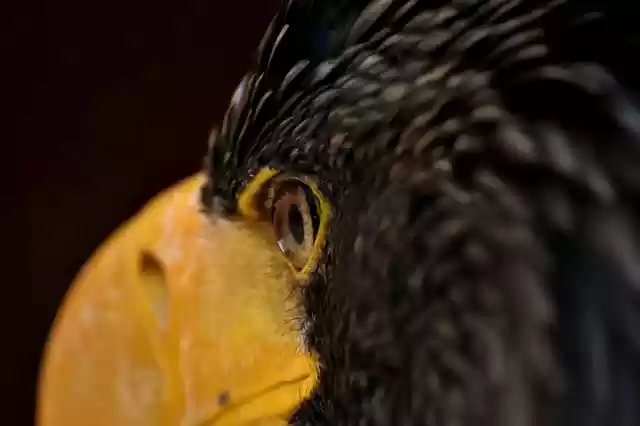 Free download eagle eye eagle eye bird raptor free picture to be edited with GIMP free online image editor