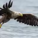 Eagle: The Majestic Ruler of the Skies  screen for extension Chrome web store in OffiDocs Chromium