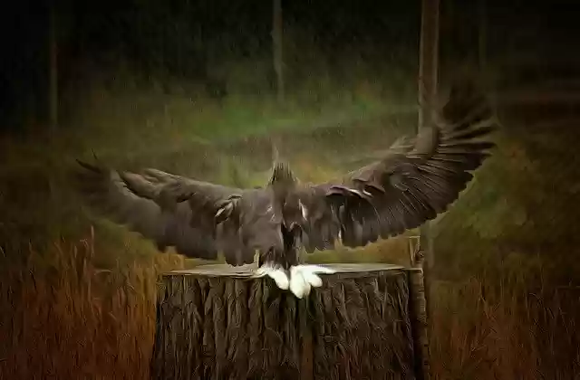 Free download Eagle Wings Bird Of Prey -  free illustration to be edited with GIMP free online image editor