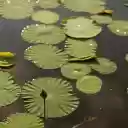 Early Season Lotus  screen for extension Chrome web store in OffiDocs Chromium